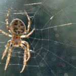jumping spider enclosure