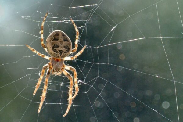 jumping spider enclosure