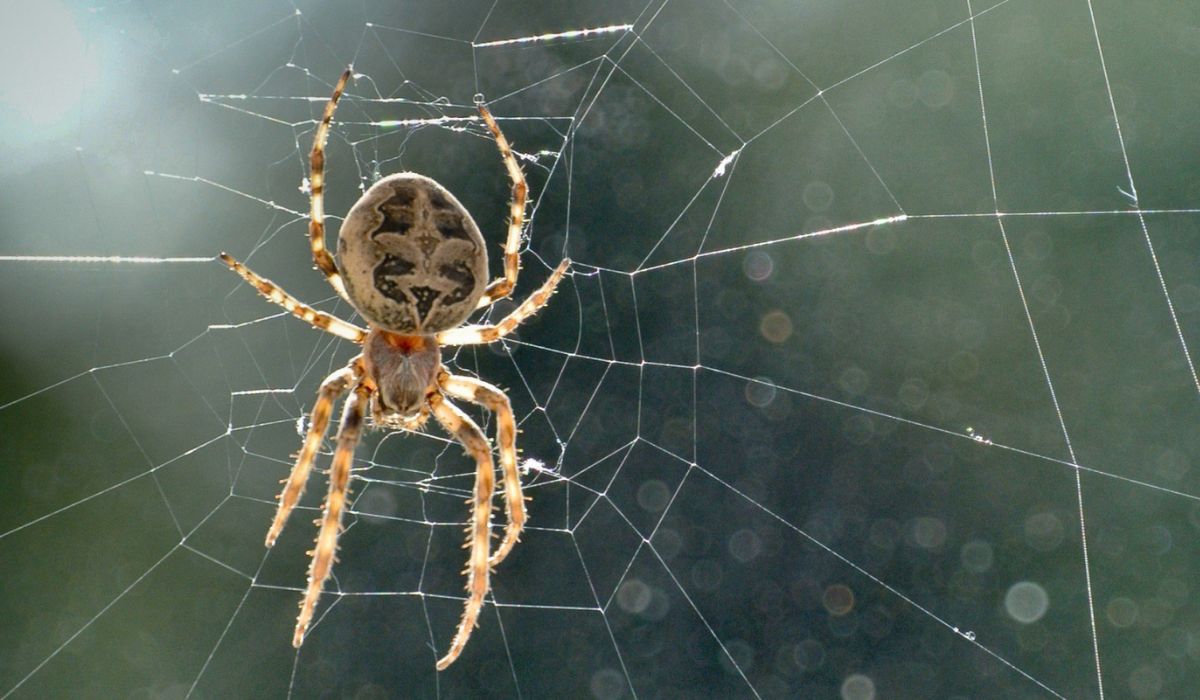 jumping spider enclosure